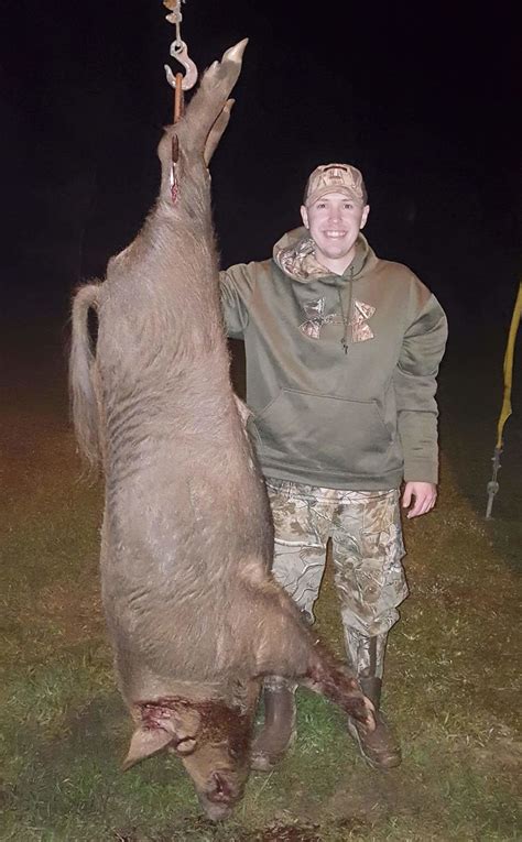 cheap south carolina hog hunts